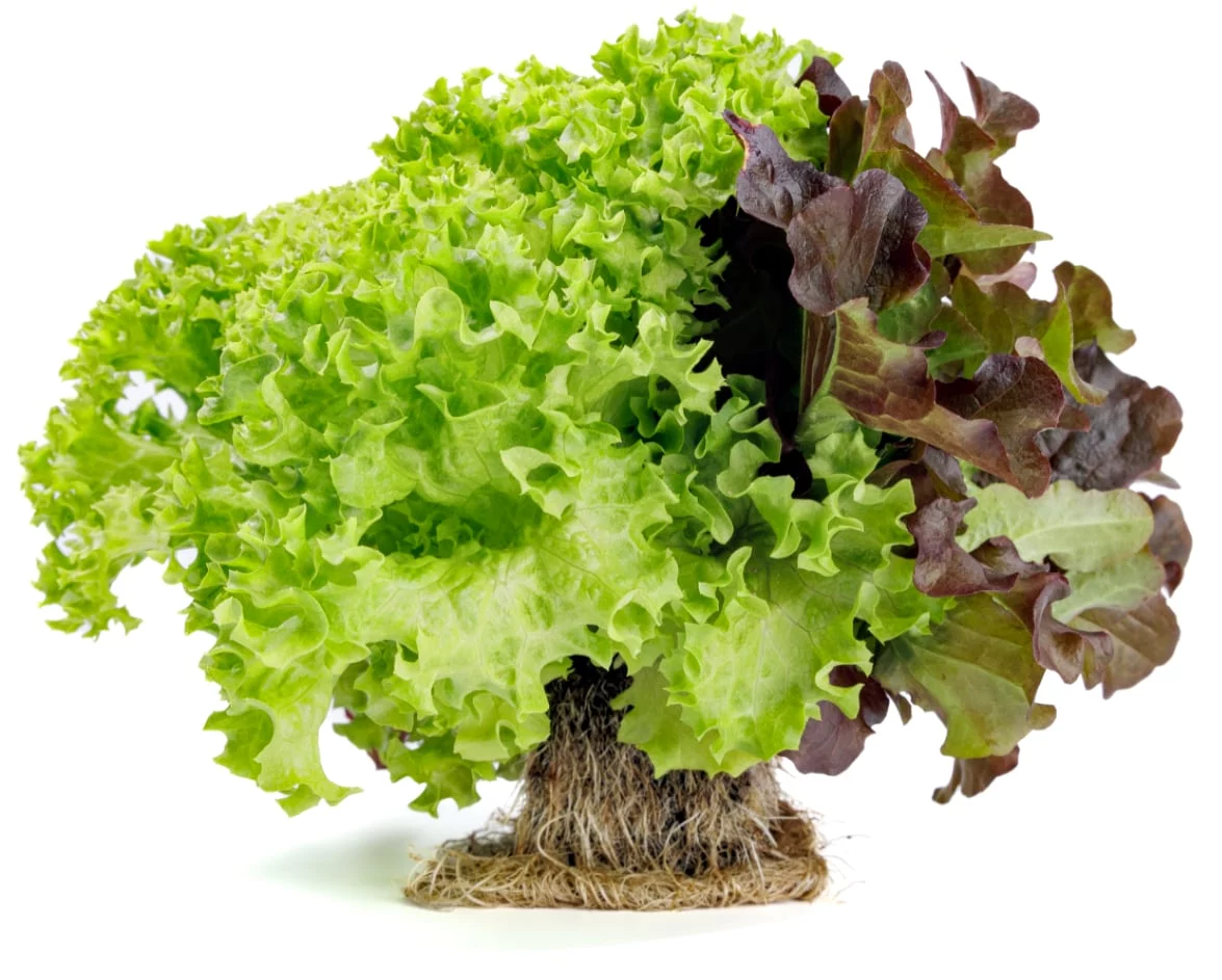 FRESHLY Salatrio triple lettuce